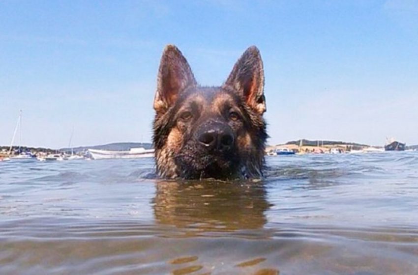  The most faithful friend: a dog swam to shore for 11 hours to save his master