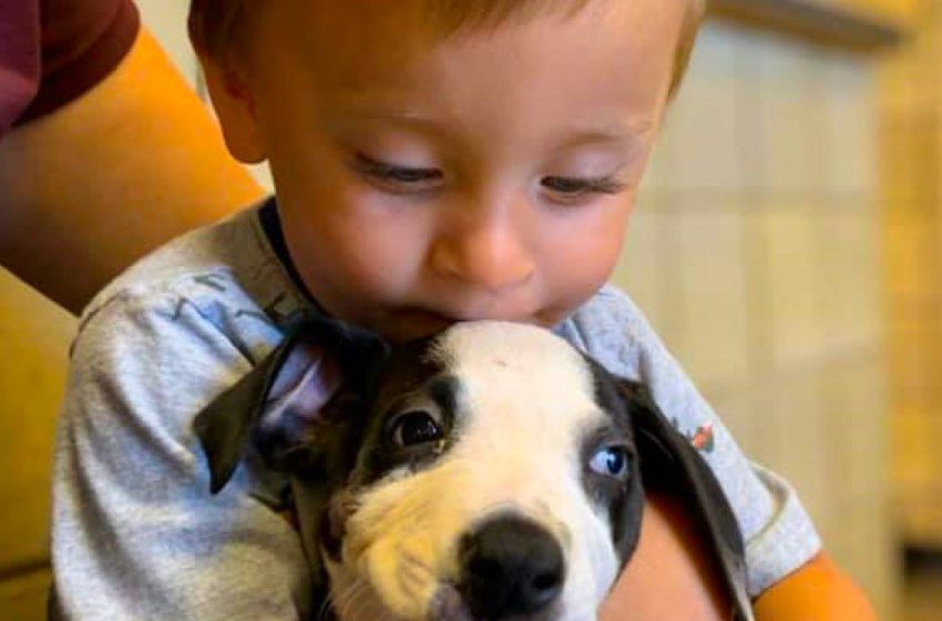  A boy with a jaw defect was given a puppy with the exact same feature