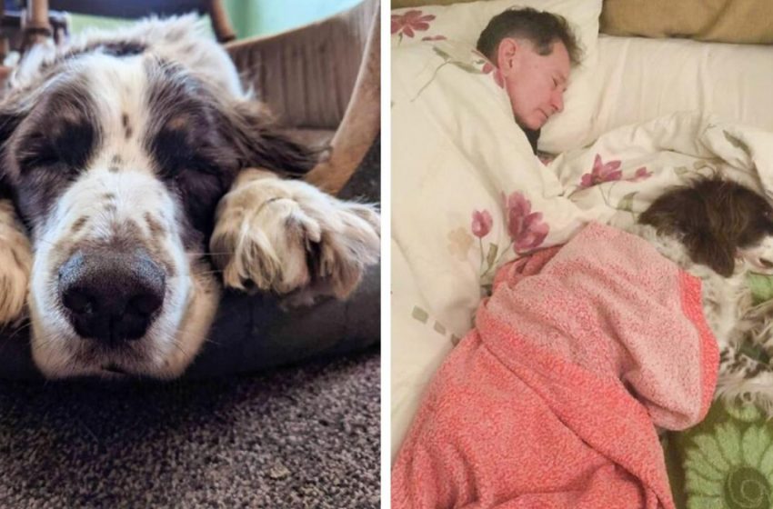  To keep the old dog from feeling lonely, the owners take turns sleeping with him