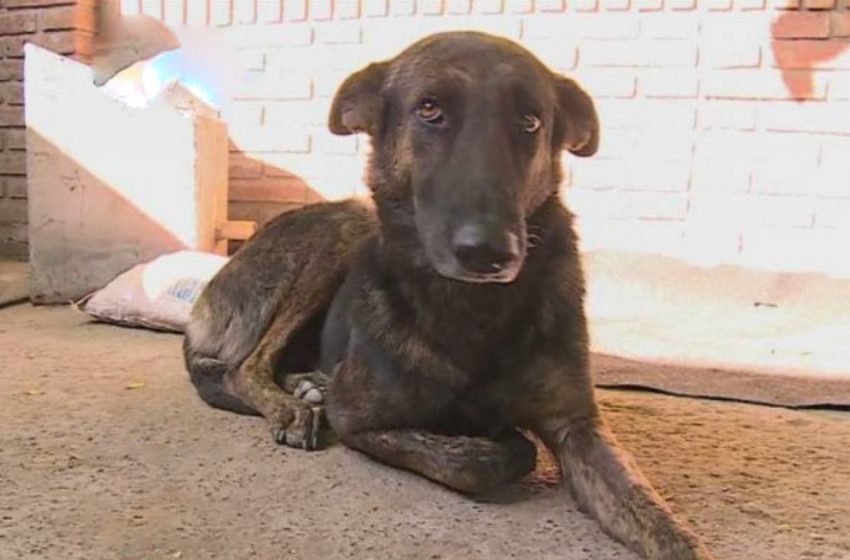  The faithful dog traveled 160 kilometers to find the people who once rescued her