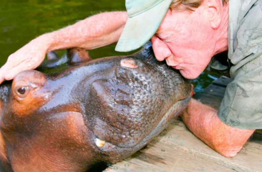  18 years ago a man saved a hippopotamus, and she still remembers the good and thanks the man