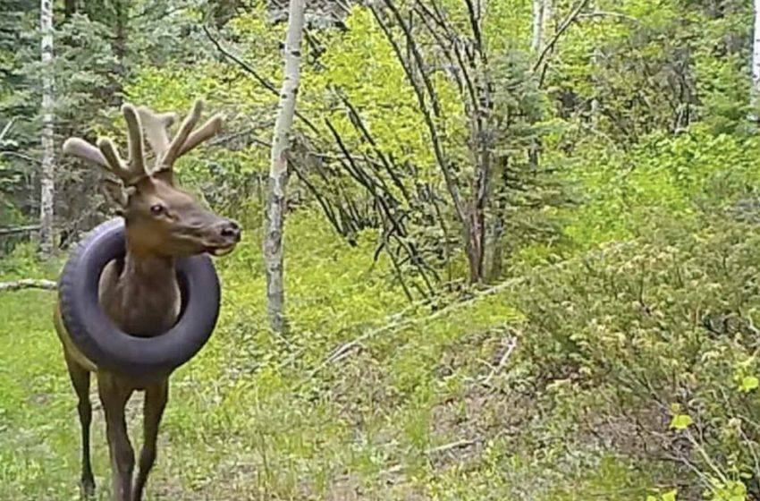  People saved a deer that had been wearing a 5-pound tire around its neck for two years