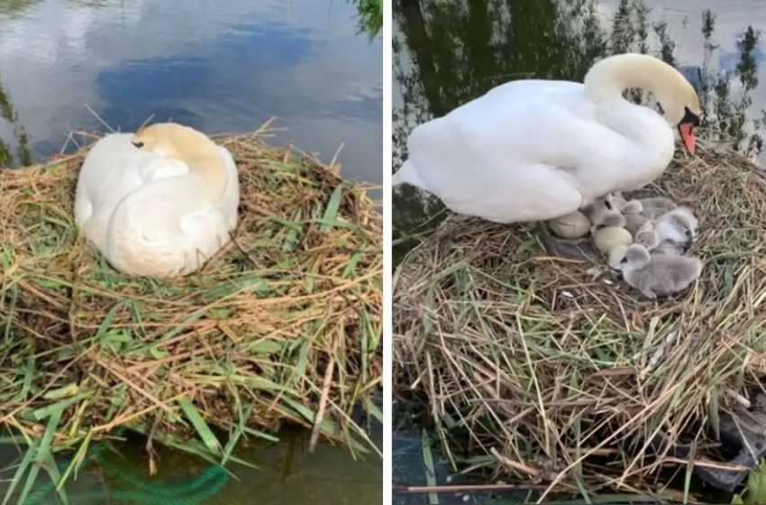  Man Builds Raft to Save Swan’s Eggs After 10 Years of Watching Her Lose Them to Mother Nature