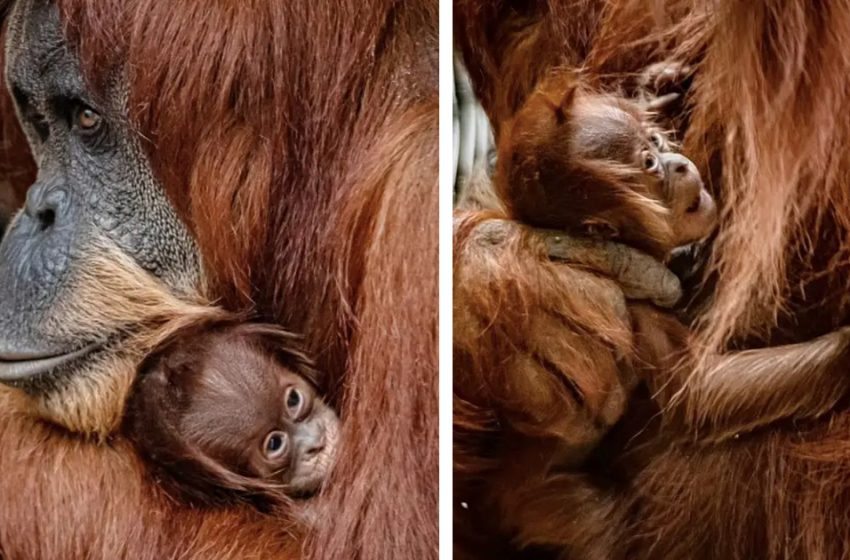  Adorable Moment Baby Sumatran Orangutan Bonds With Its Mom Moments After Birth