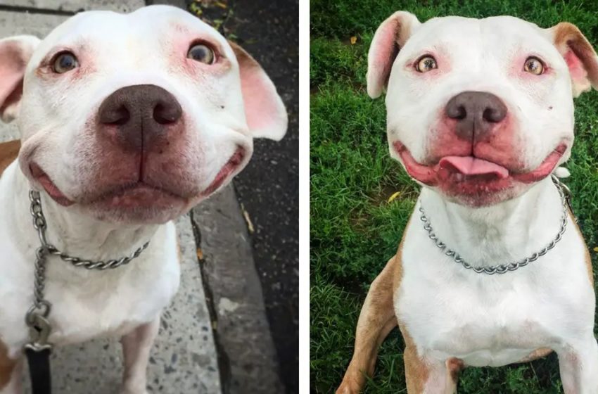  Stray Pit Bull Can’t Stop Smiling After Kind Man Rescued Him From Street
