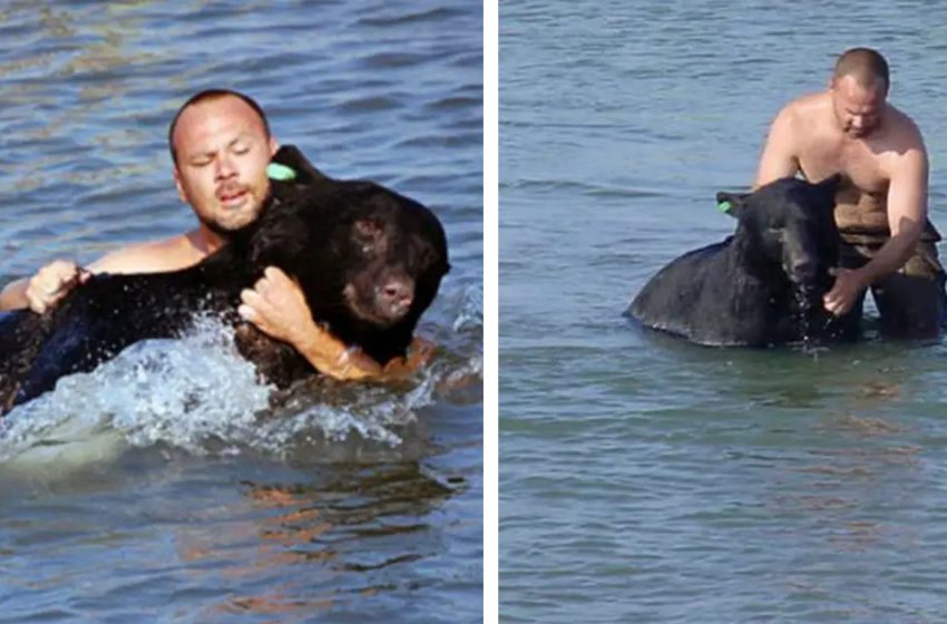  Watch This Brave Man Risking His Life To Save a Drowning 400lb Black Bear