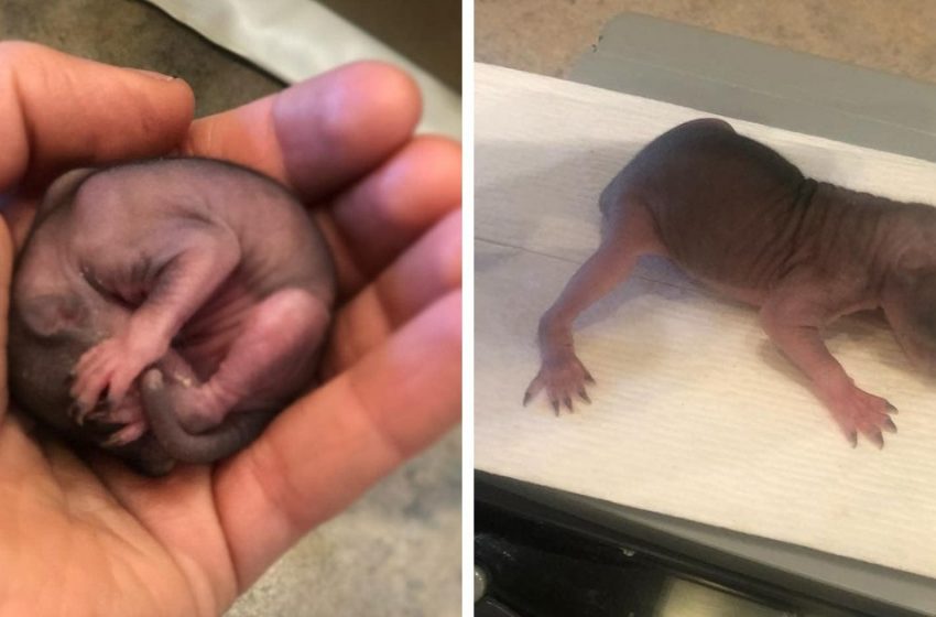  American Woman Found A Tiny Baby On The Ground, Which Turned Into A Furry Handsome Boy