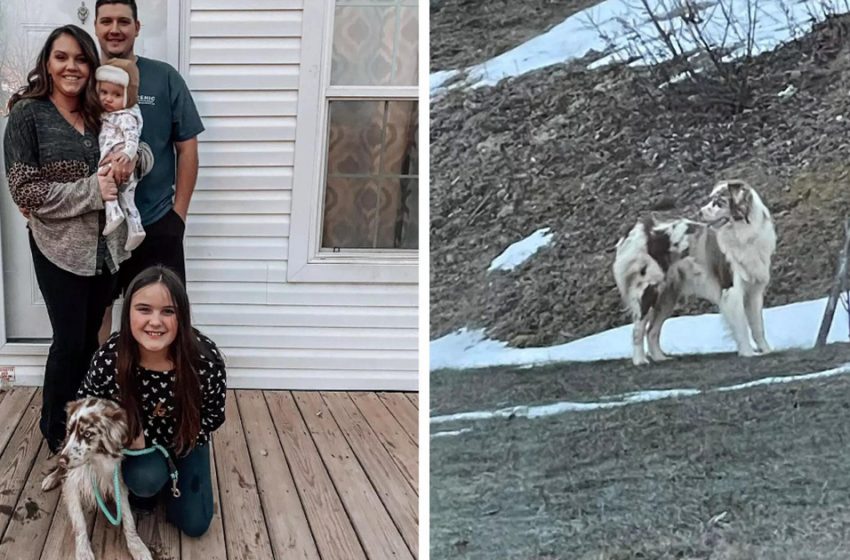  It was the baby’s crying that helped the family get back the dog that ran away