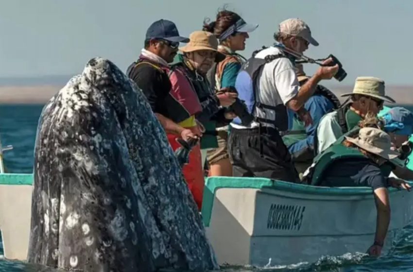  Sneaky Whale Pops Up Behind Whale Watchers As They Look The Wrong Way