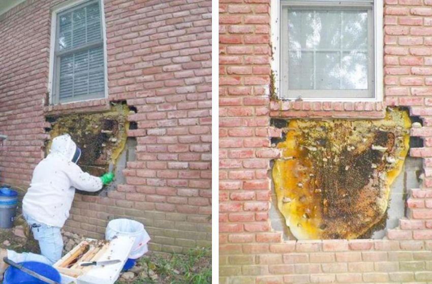  A Bee Family Settled Right in the Wall of the House. The Tenants Are Not Very Happy about This Neighborhood