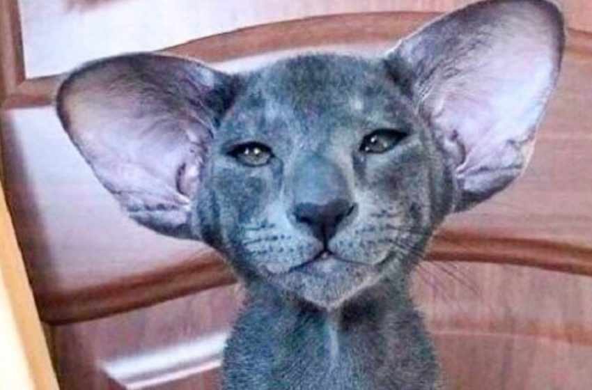  A Cute Kitten Was Given As a Gift, But He Grew Up To Be a Funny, Big-Eared Beast