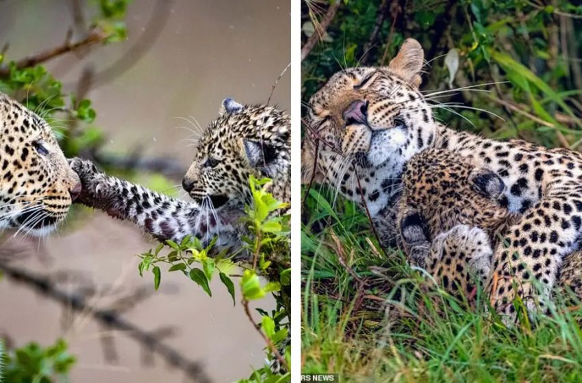  Mother Leopard Snuggles up with Her Adorable Cub in Heartwarming Scenes