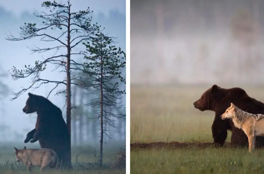  Rare Pictures Show Unlikely Friendship Between Bear and Wolf in Wild Finland