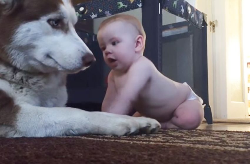  Husky Makes Little Kid Happy In Viral Video: The Benefits of Growing Up With Pets!