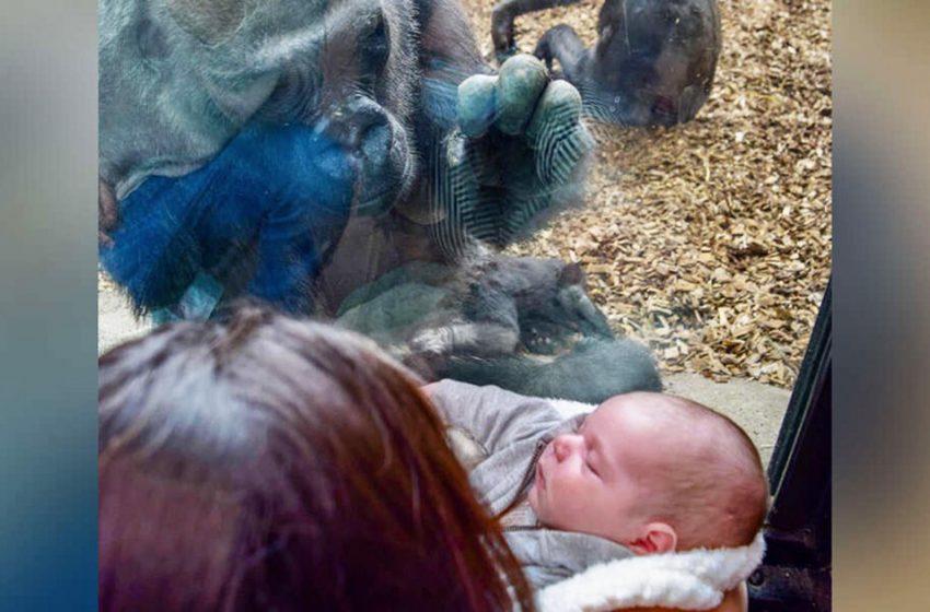  Motherhood Knows No Boundaries: Gorilla Introduces Her Baby To a Woman and She Shows Her Son To The Animal On The Other Side Of Glass!