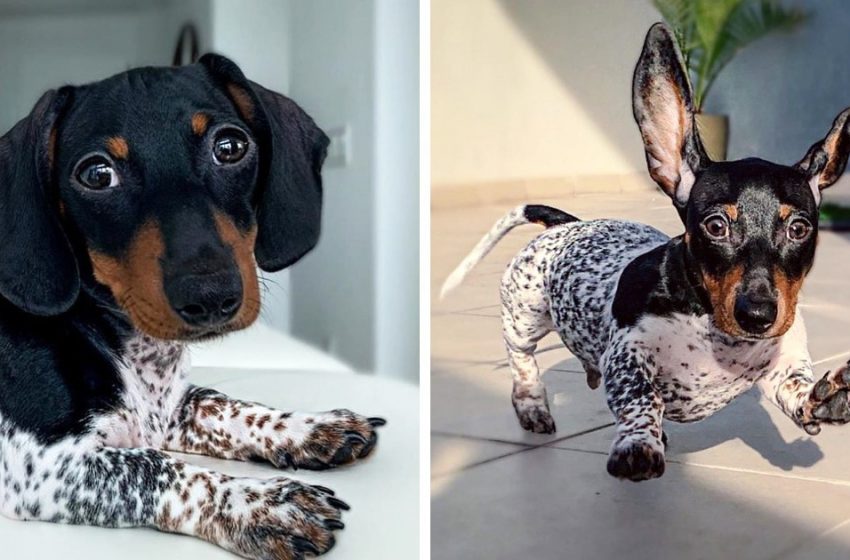  “A Gift From Nature”: Meet a Dog With a Natural Suit-Like Color!