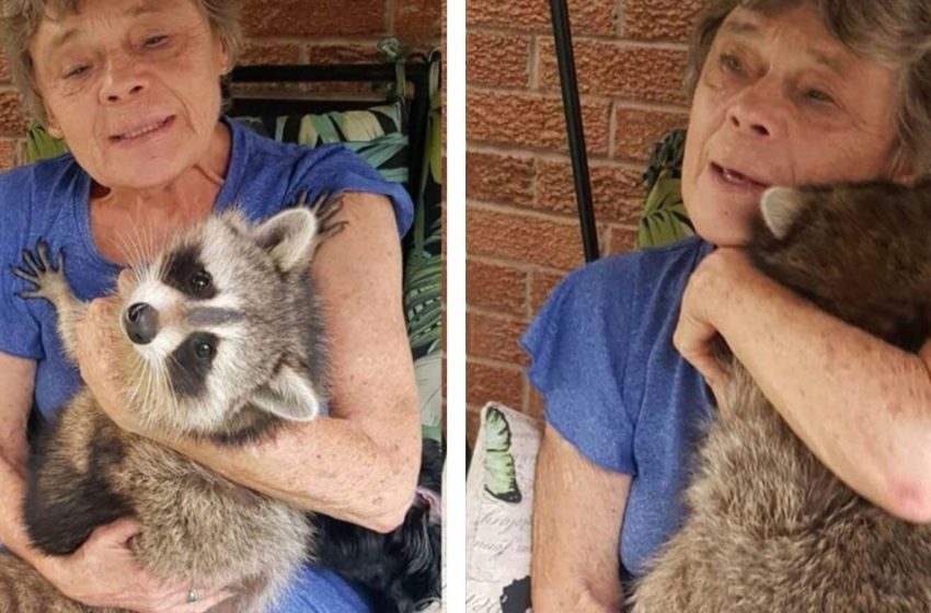  “Affection is a Strong Feeling”: Raccoon Keeps Visiting His Human Friend After Being Released to Forest!