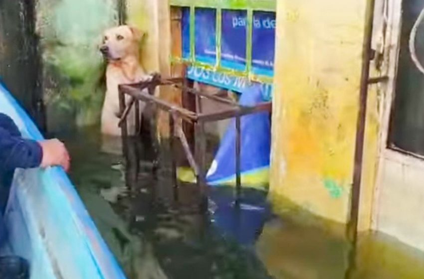  “Please, Help Me”: People Rescued a Dog That Was Standing On Its Hind Legs In The Water So As Not To Drown!