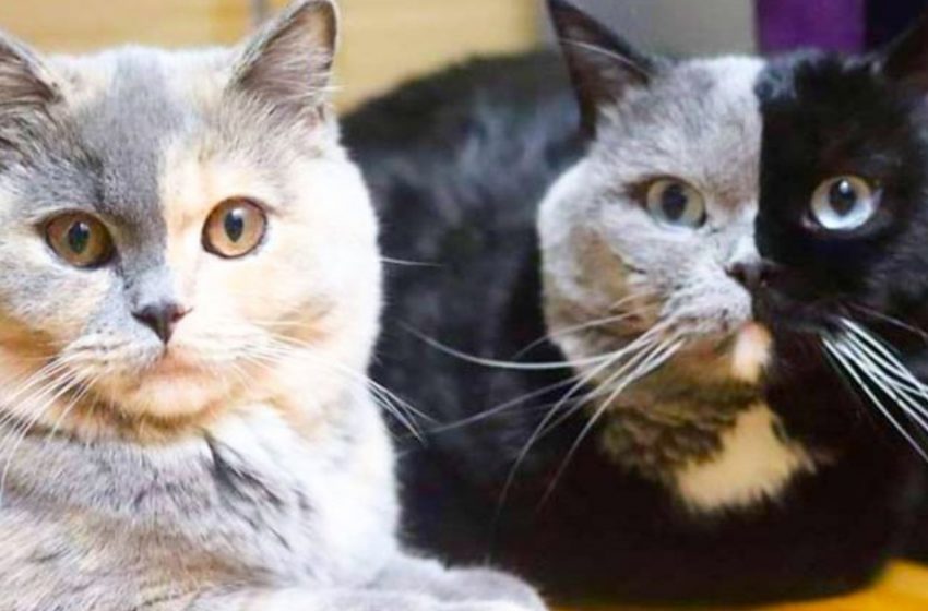  “Indescribably Beautiful Cats”: What Do The Kittens Of This Wonderful Couple Look Like?