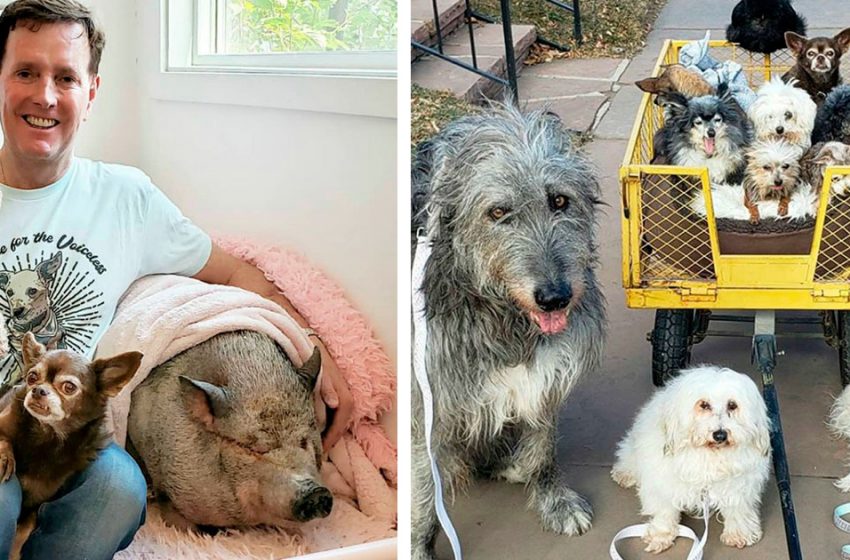  “Always Remain a Human”: A Man Picks Up Old And Abandoned Animals Nurses Them And Gives Them a Home!