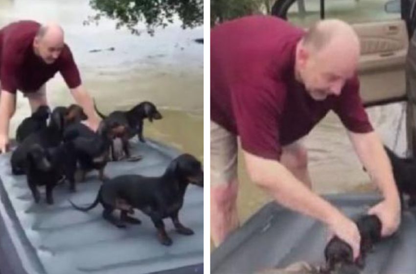  “What’s More Important”: People Were Saving Their Property, He Came Back To Rescue The Neighbor’s Puppies!