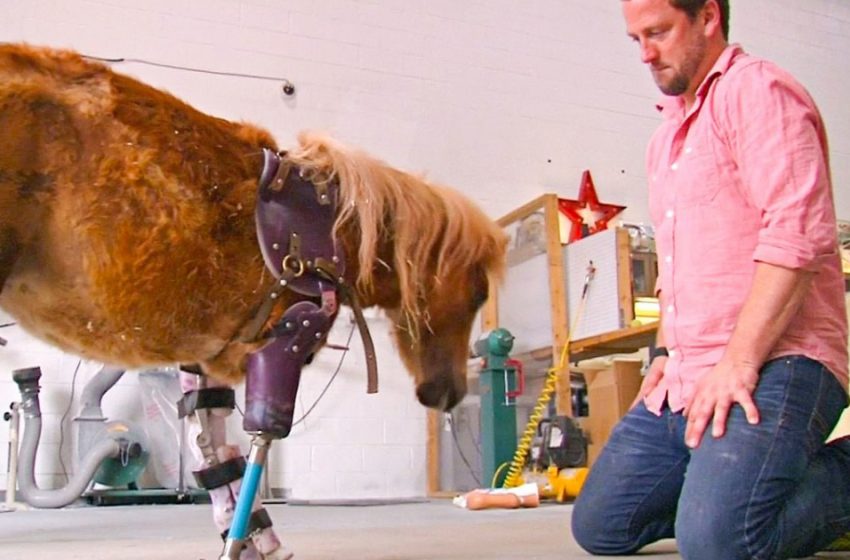  “He Saved About 20 Thousand Animals”: An Orthopedist From America Puts Prostheses On Cats, Camels And Even Elephants!