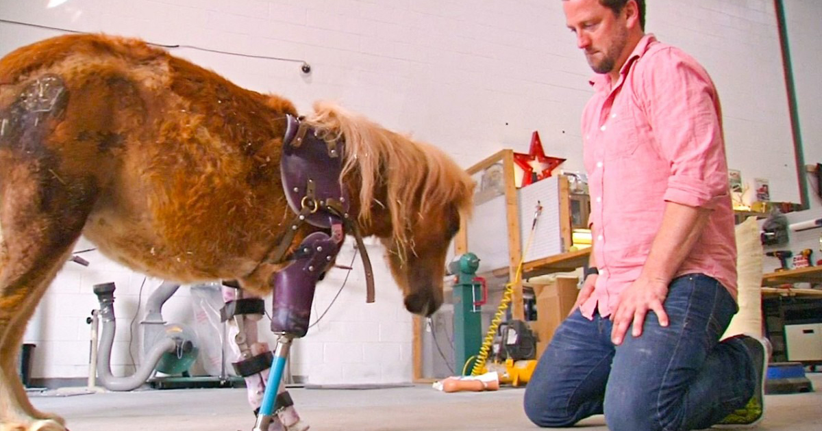“He Saved About 20 Thousand Animals”: An Orthopedist From America Puts Prostheses On Cats, Camels And Even Elephants!